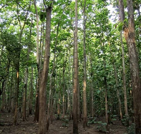 Managed teak plantation grown by Ghana Teak